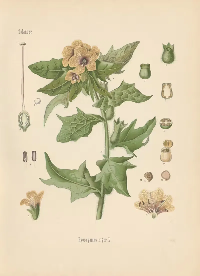 Hyoscyamus niger by Gustav Pabst, 1883-1914 — digital art print download