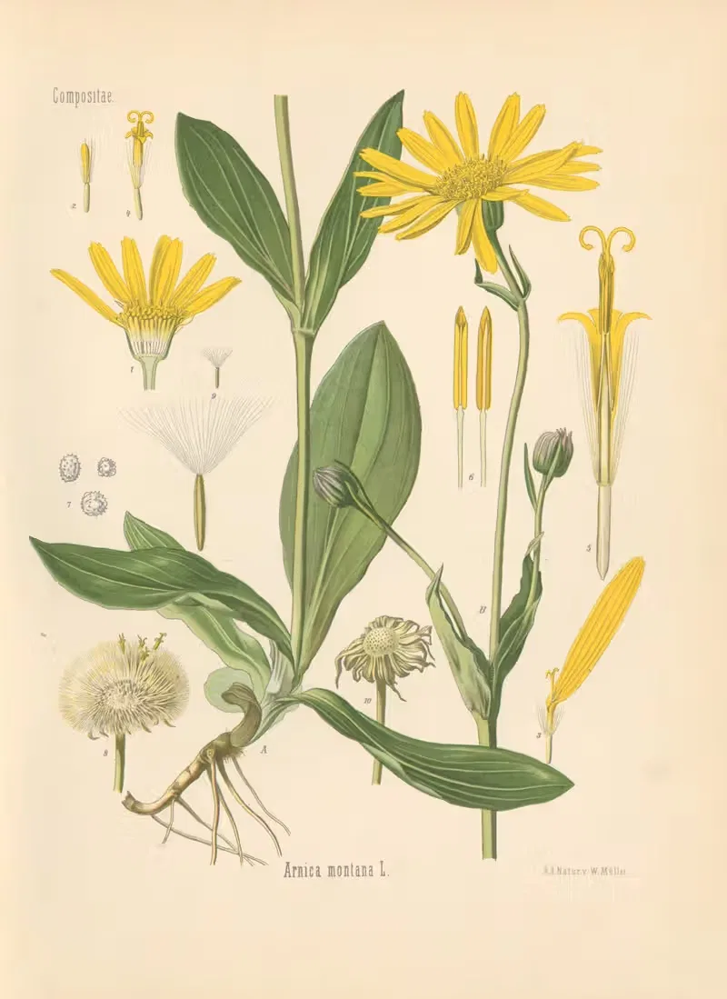 Arnica montana by Gustav Pabst, 1883-1914 — digital art print download