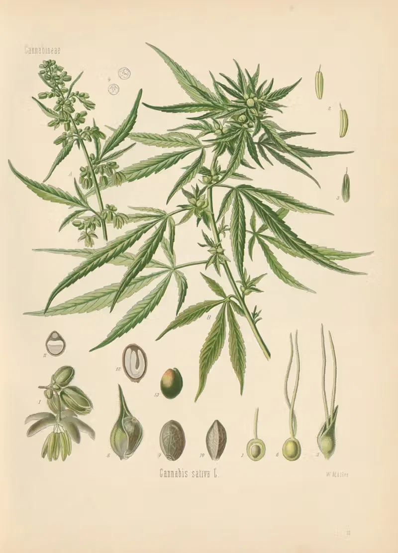 Cannabis sativa by Gustav Pabst, 1883-1914 — digital art print download