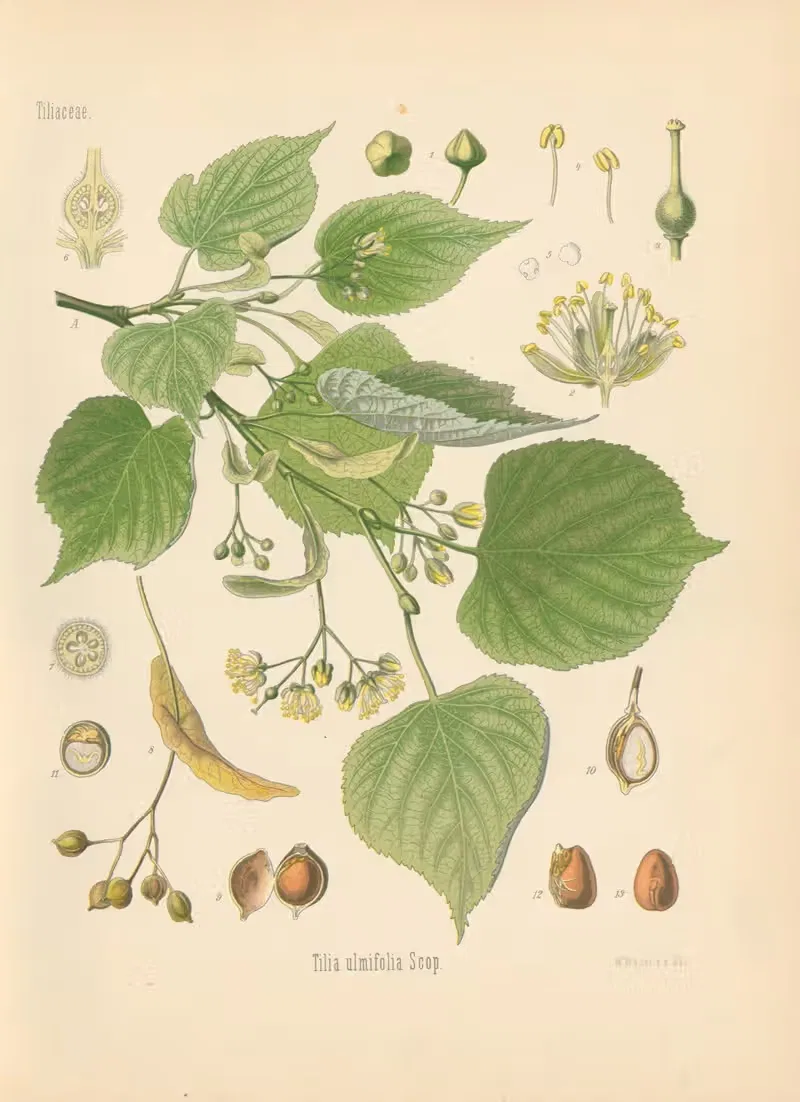 Tilia ulmifolia by Gustav Pabst, 1883-1914 — digital art print download