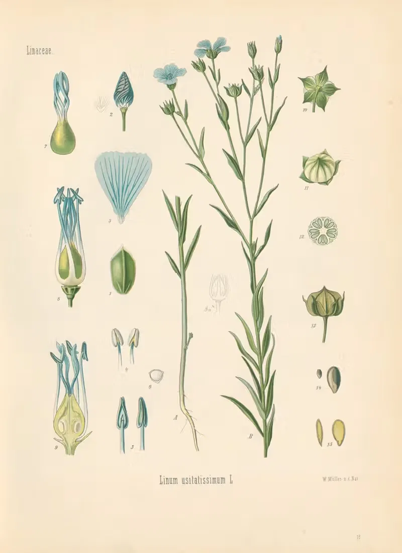 Linum usitatissimum by Gustav Pabst, 1883-1914 — digital art print download