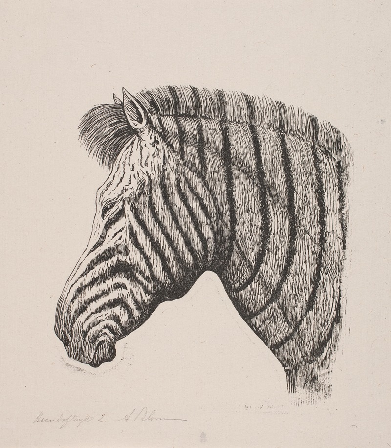Hoved af en Zebra by Alexander Blom — digital art print download