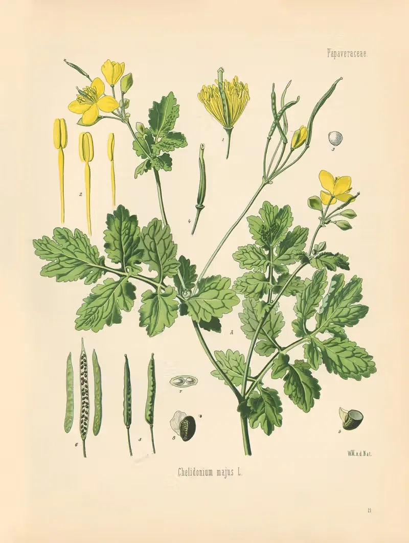 Chelidonium majus by Gustav Pabst, 1883-1914 — digital art print download