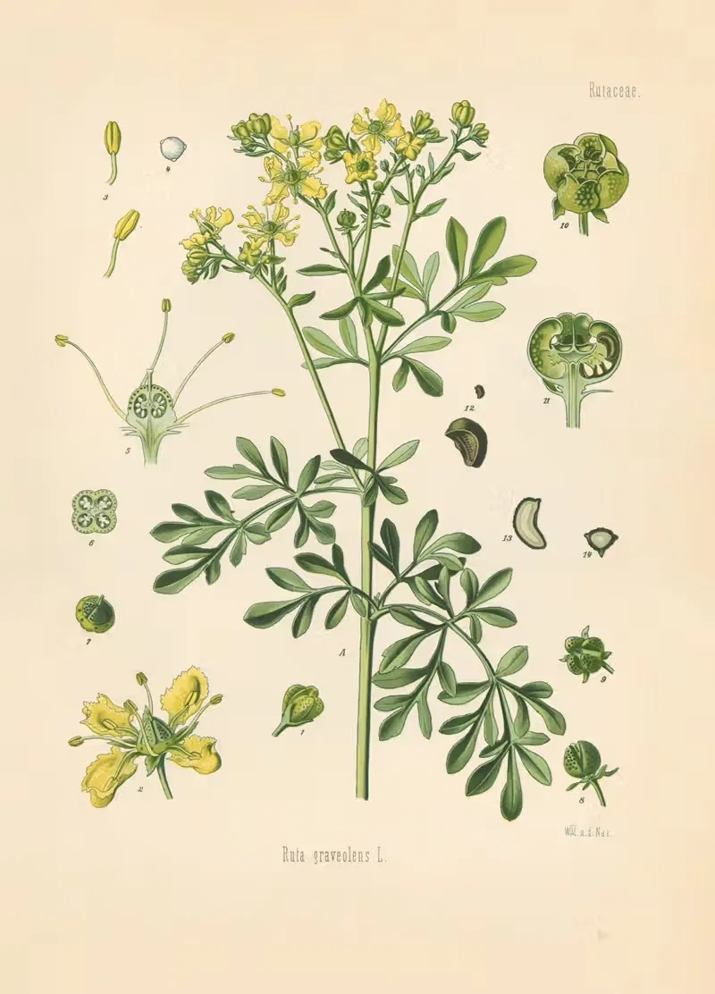 Ruta graveolens by Gustav Pabst, 1883-1914 — digital art print download