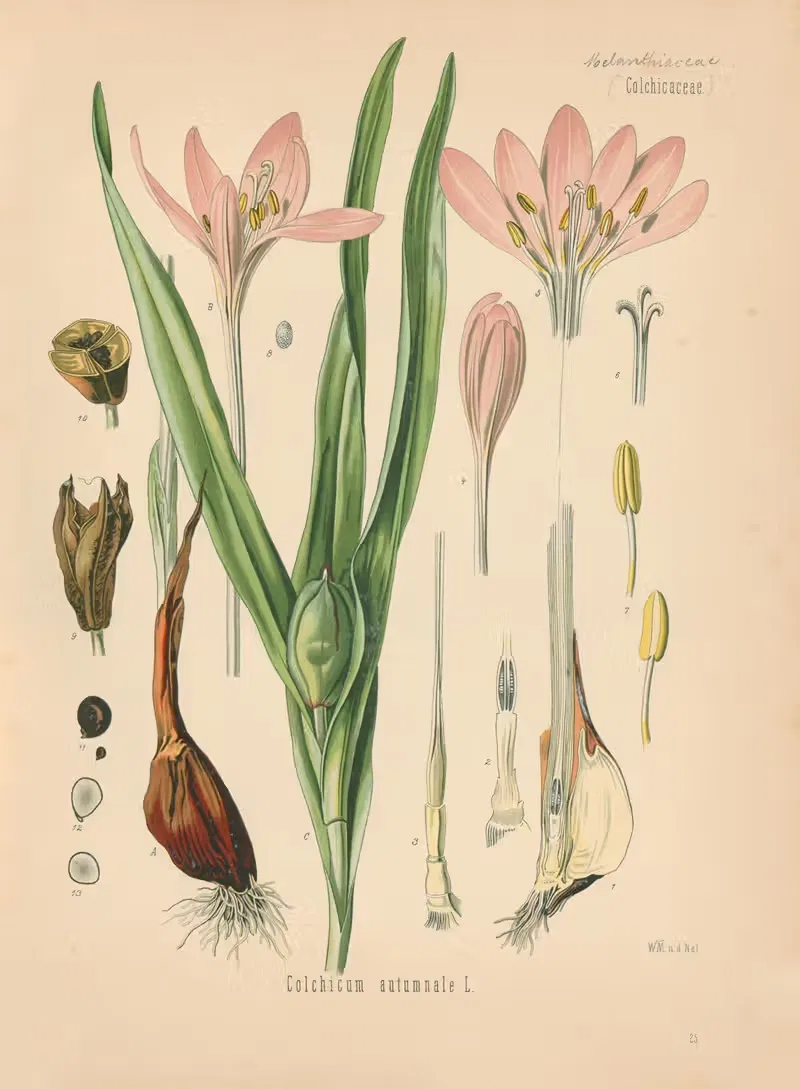Colchicum autumnale by Gustav Pabst, 1883-1914 — digital art print download