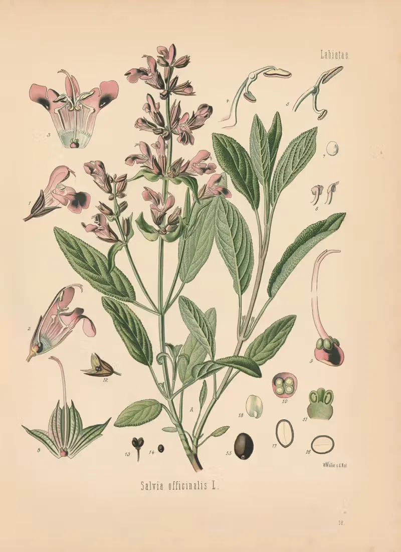 Salvia officinalis by Gustav Pabst, 1883-1914 — digital art print download