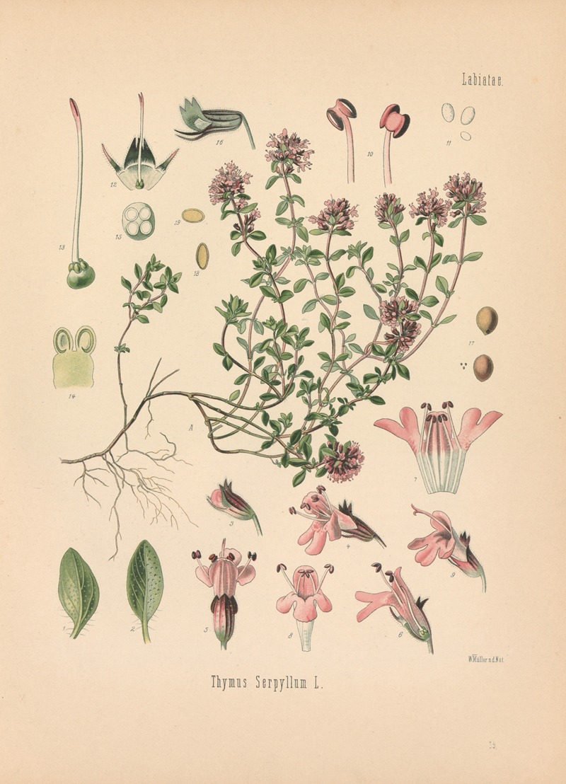 Thymus Serpyllum by Gustav Pabst, 1883-1914 — digital art print download