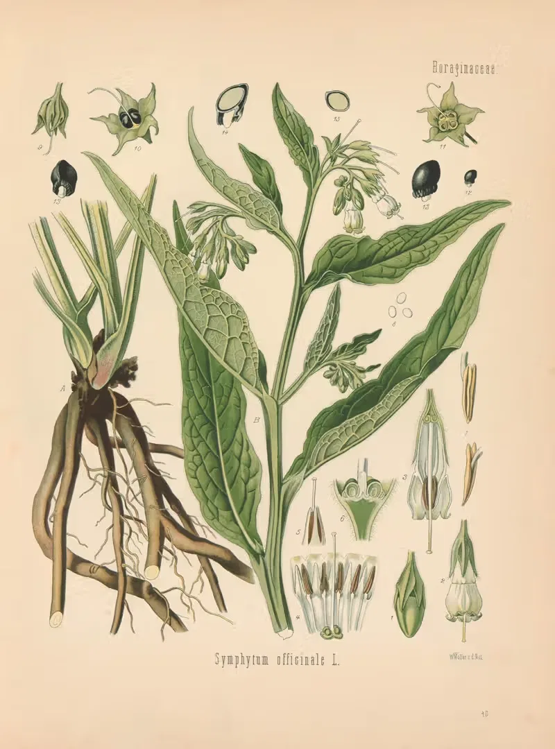 Symphytum officinale by Gustav Pabst, 1883-1914 — digital art print download