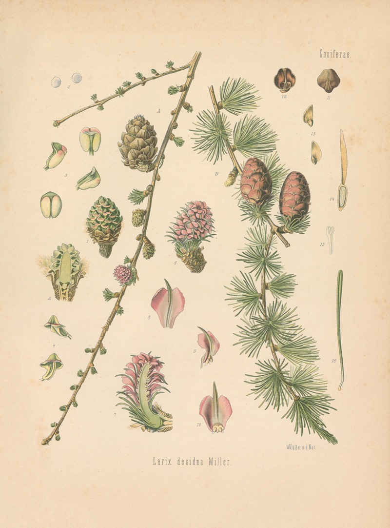 Larix decidua by Gustav Pabst, 1883-1914 — digital art print download