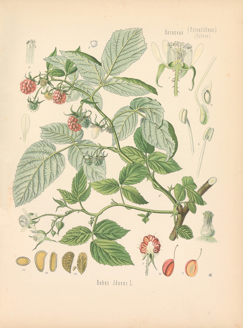 Rubus Idaeus by Gustav Pabst, 1883-1914 — digital art print download