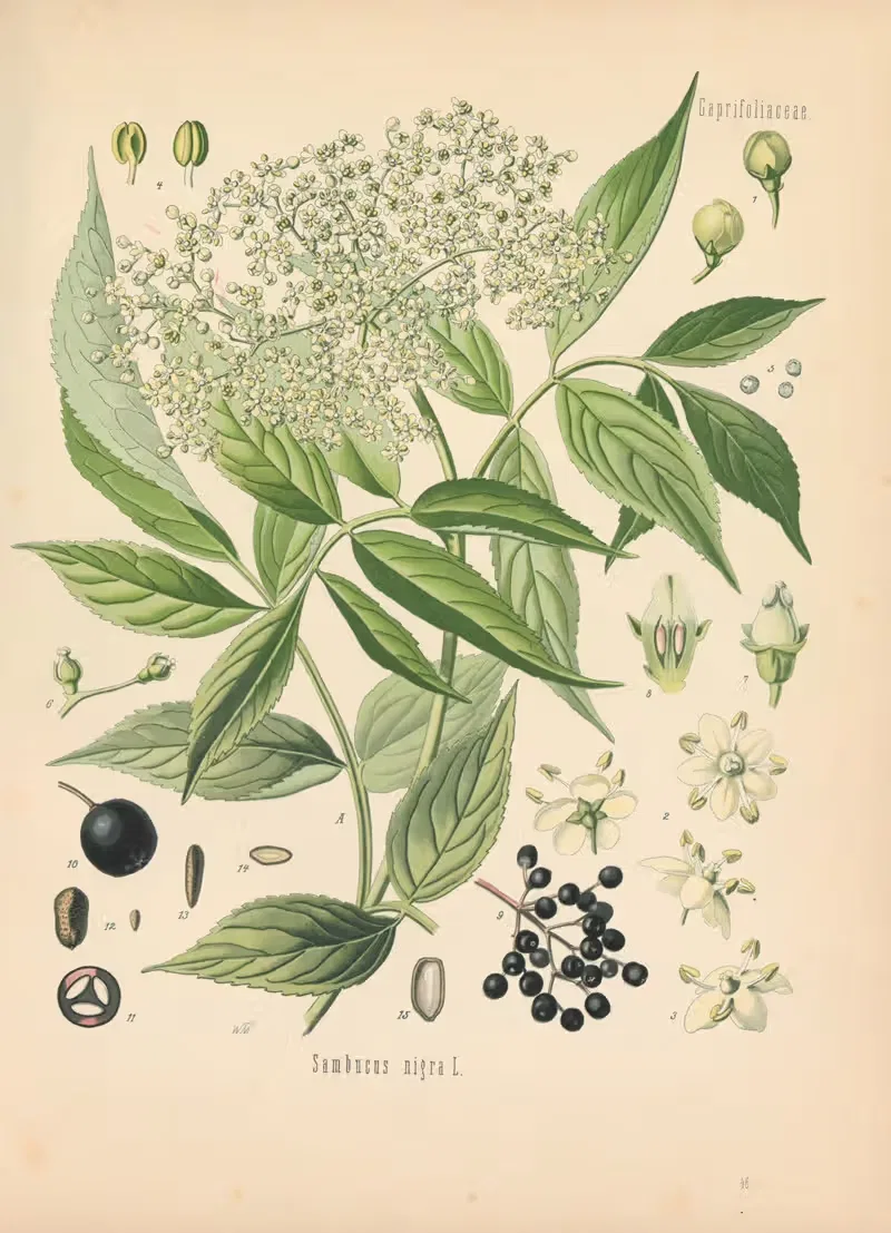 Sambucus nigra by Gustav Pabst, 1883-1914 — digital art print download