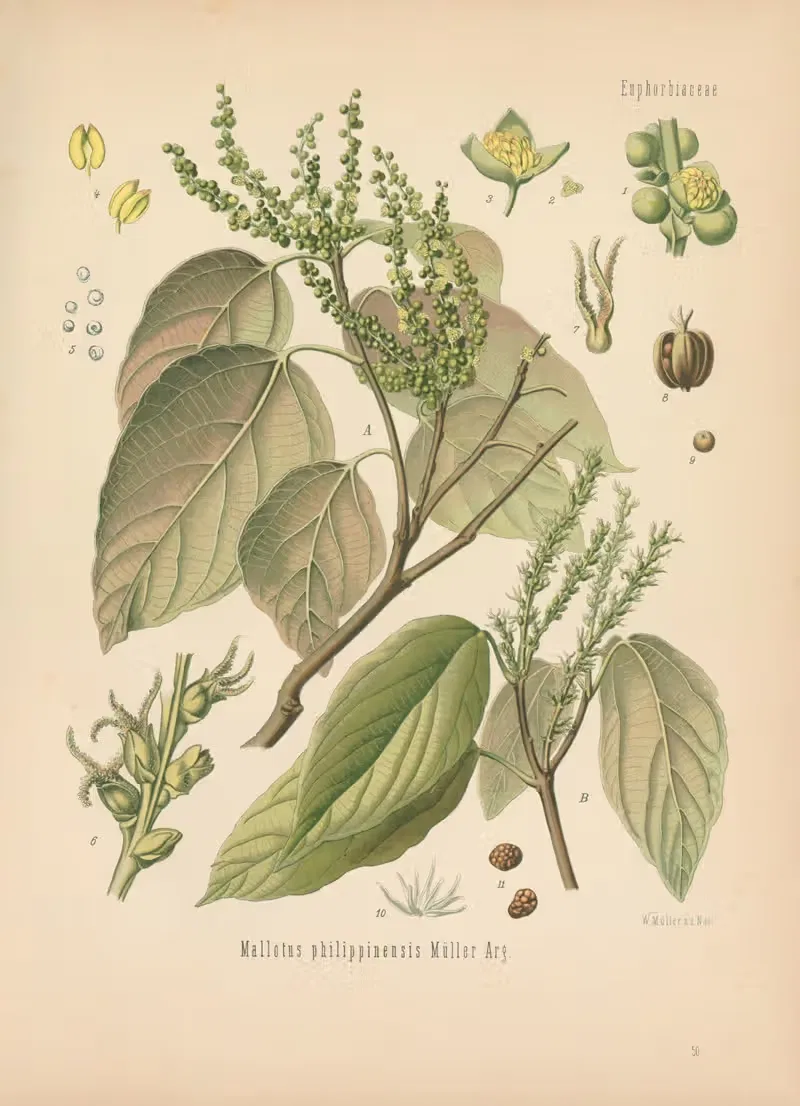 Mallotus philippinensis by Gustav Pabst, 1883-1914 — digital art print download