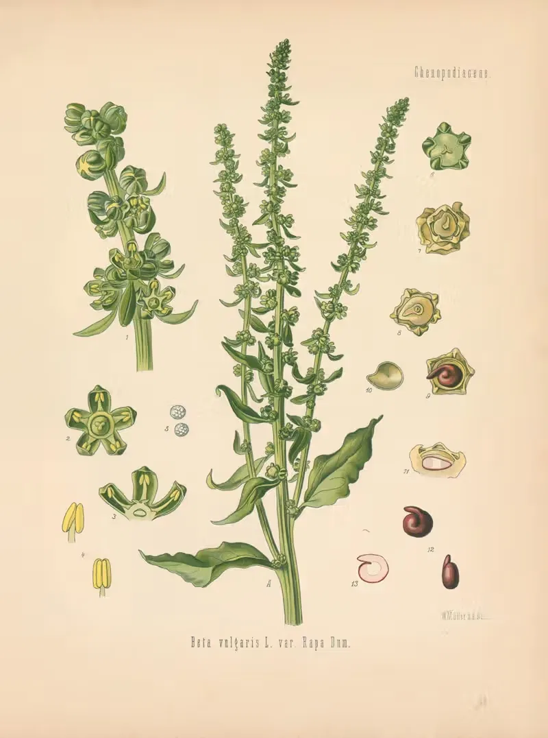 Beta vulgaris var. Rapa Dum by Gustav Pabst, 1883-1914 — digital art print download