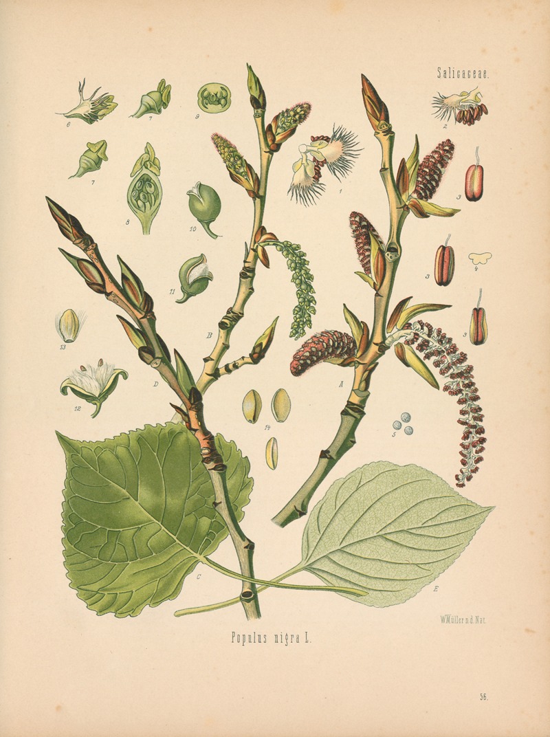 Populus nigra by Gustav Pabst, 1883-1914 — digital art print download