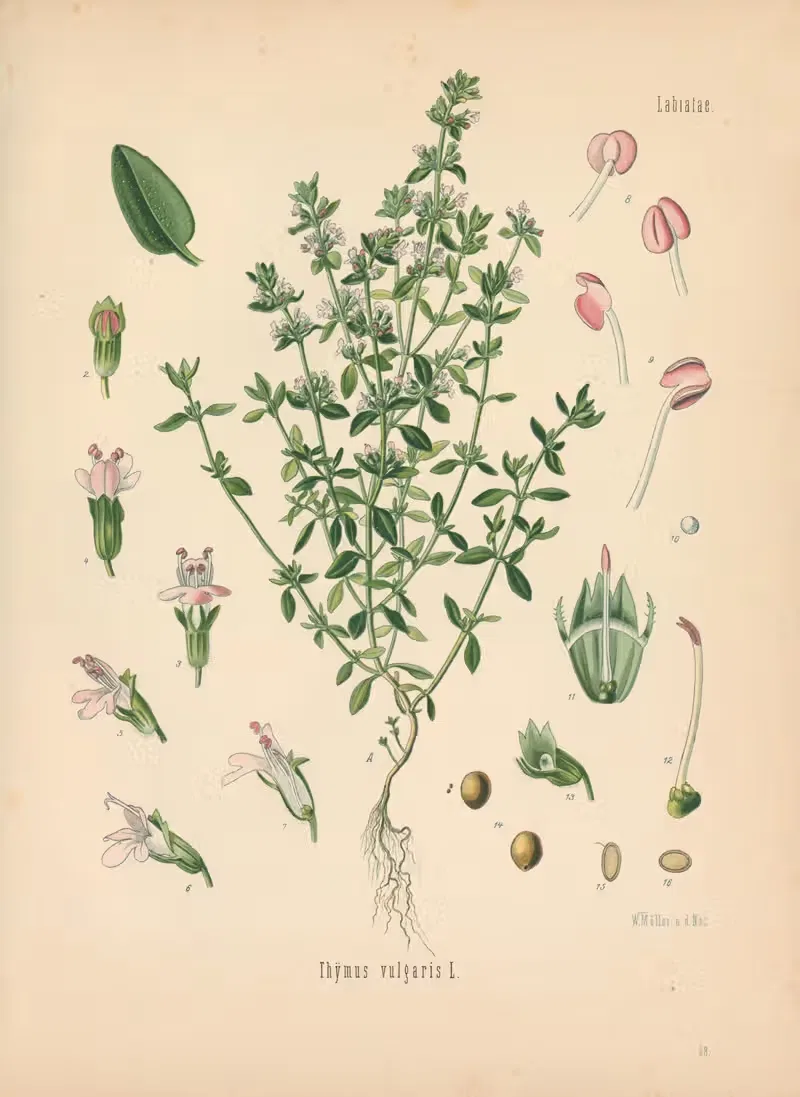 Thymus vulgaris by Gustav Pabst, 1883-1914 — digital art print download