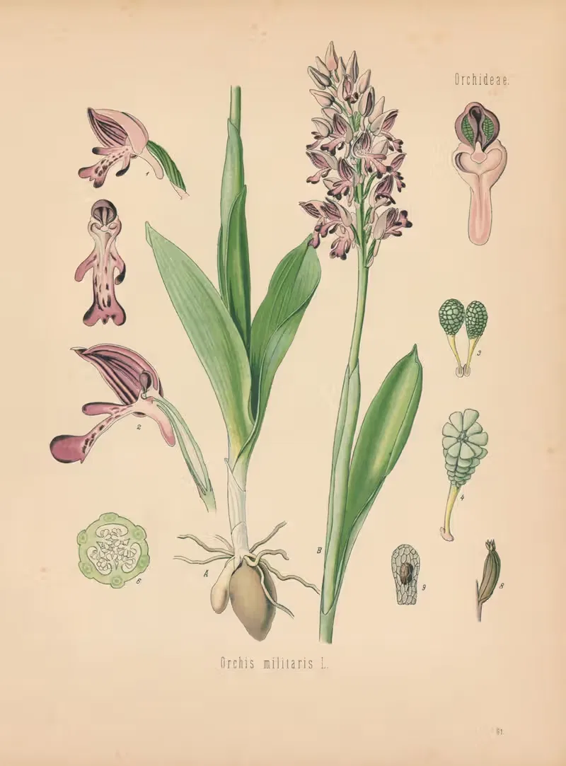 Orchis militaris by Gustav Pabst, 1883-1914 — digital art print download