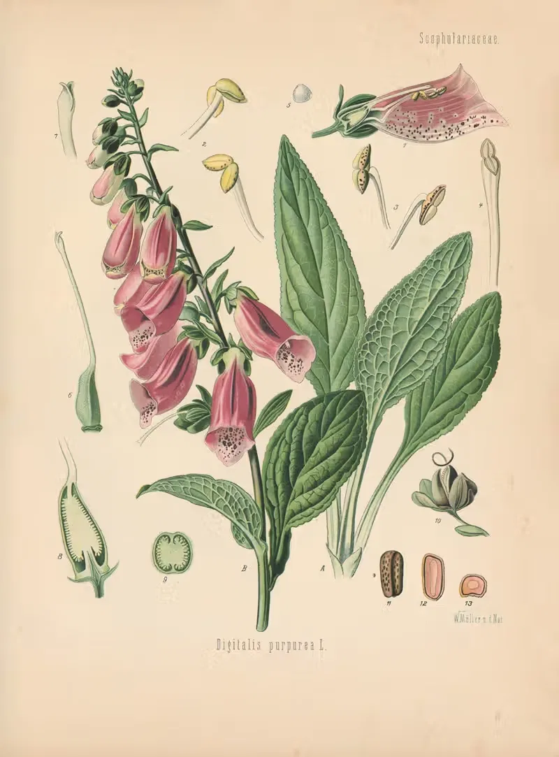Digitalis purpurea by Gustav Pabst, 1883-1914 — digital art print download