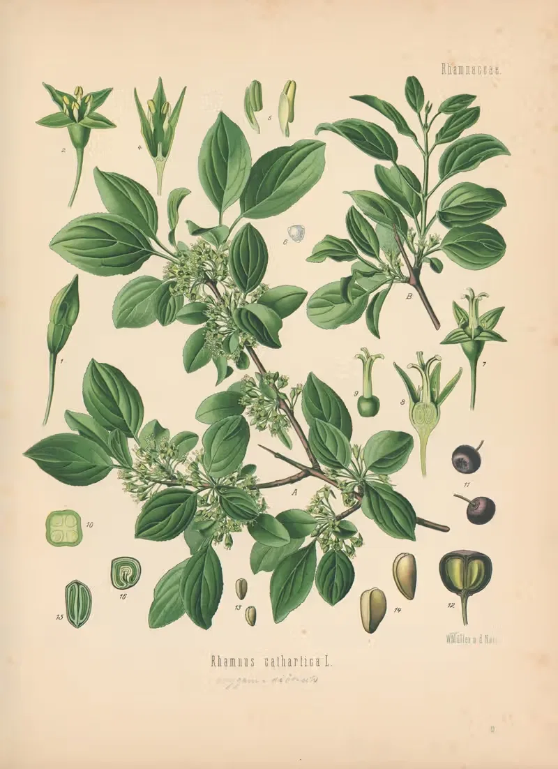 Rhamnus cathartica by Gustav Pabst, 1883-1914 — digital art print download
