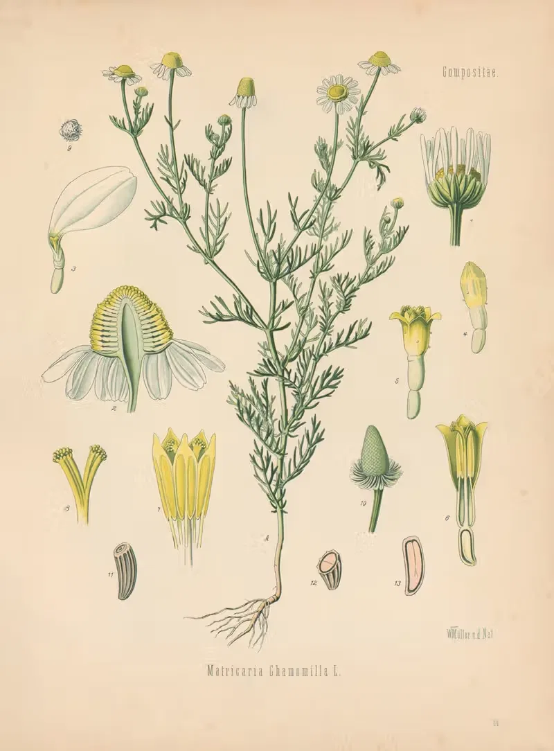 Matricaria Chamomilla by Gustav Pabst, 1883-1914 — digital art print download