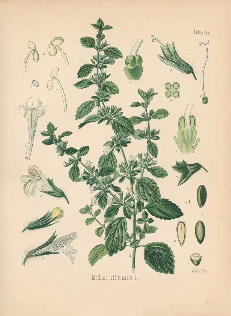 Melissa officinalis by Gustav Pabst, 1883-1914 — digital art print download
