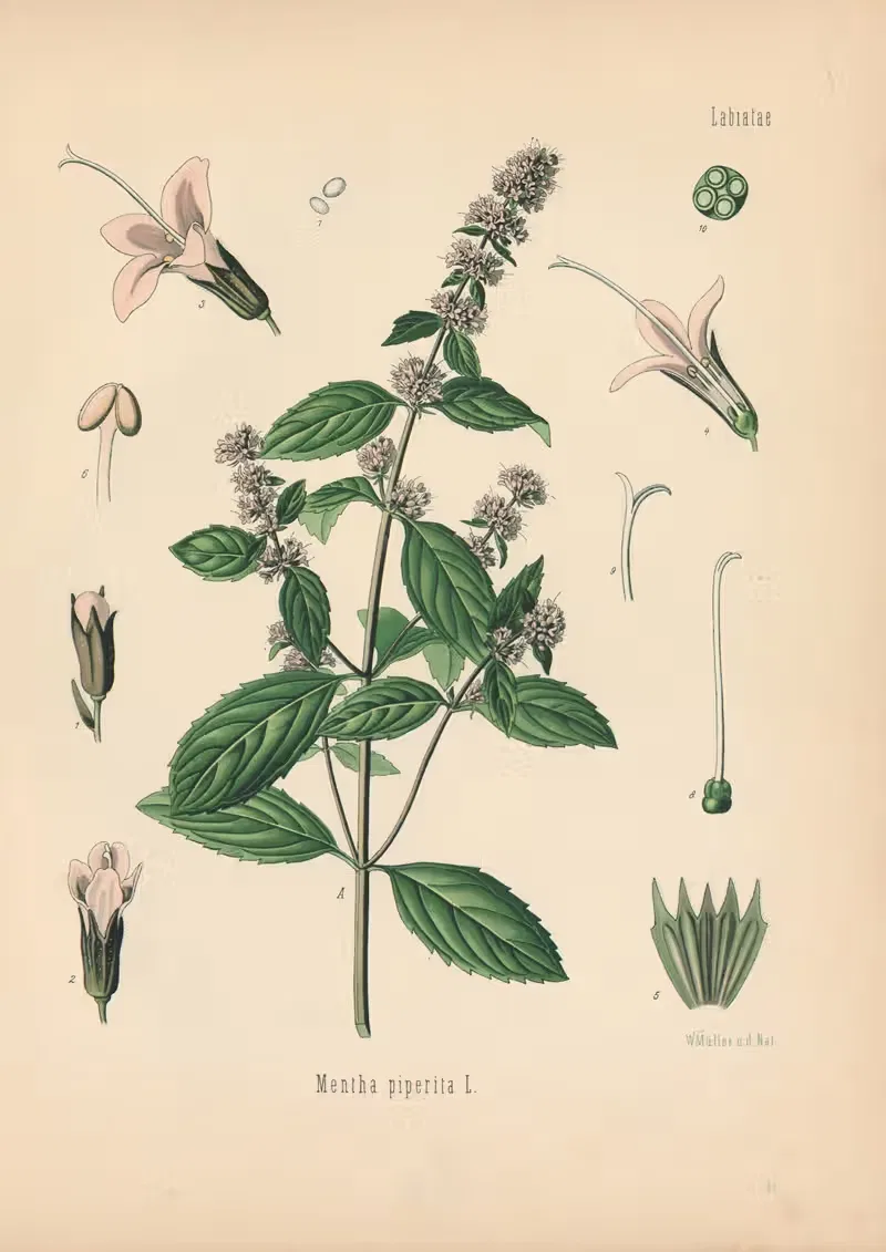 Mentha piperita by Gustav Pabst, 1883-1914 — digital art print download