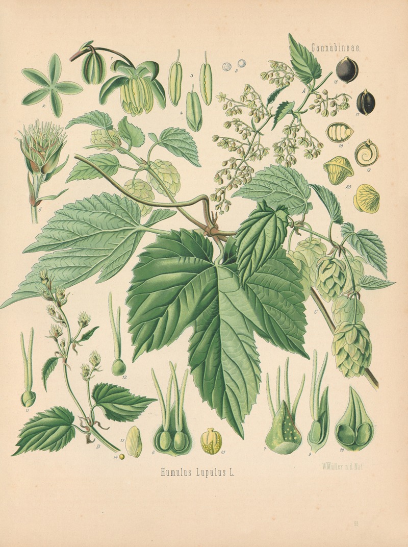 Humulus Lupulus by Gustav Pabst, 1883-1914 — digital art print download