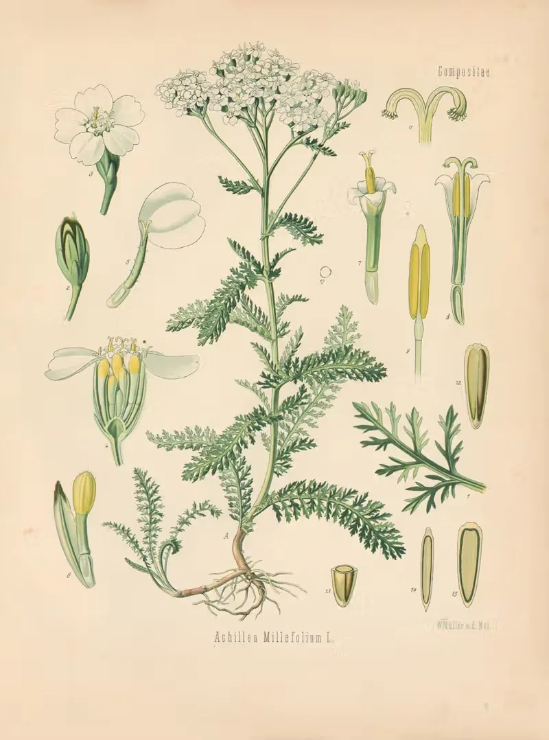 Achillea Millefolium by Gustav Pabst, 1883-1914 — digital art print download