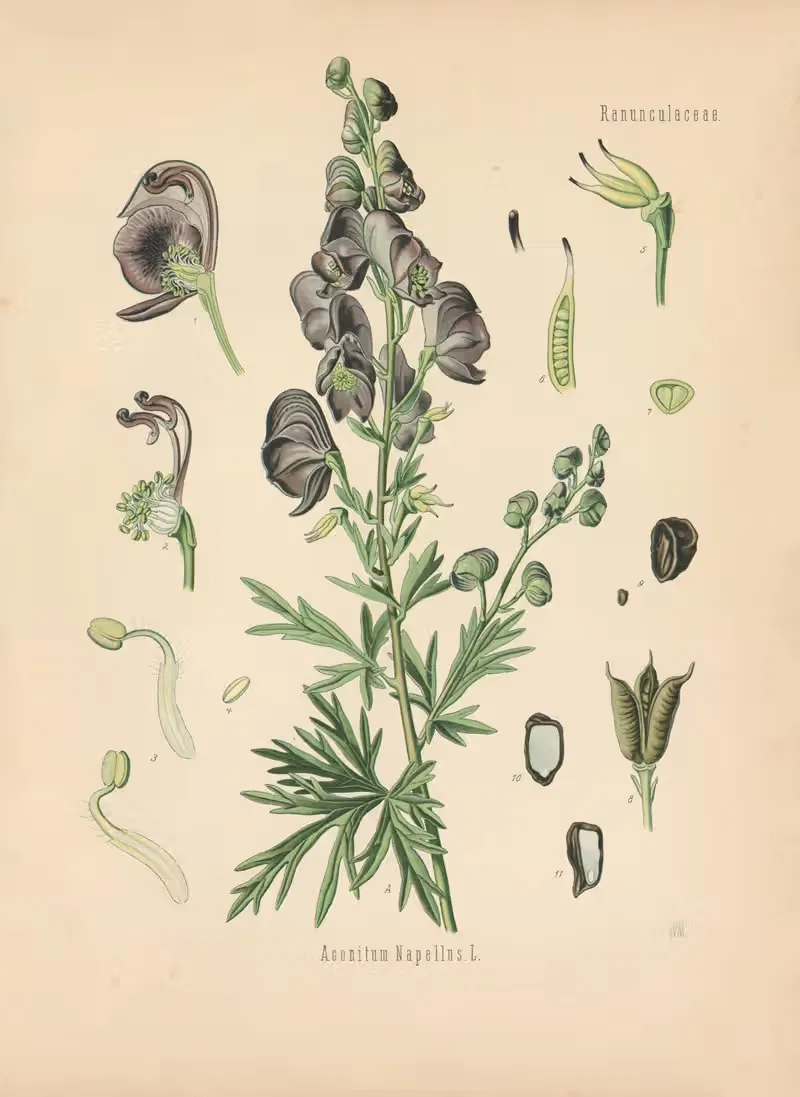 Aconitum Napellus by Gustav Pabst, 1883-1914 — digital art print download
