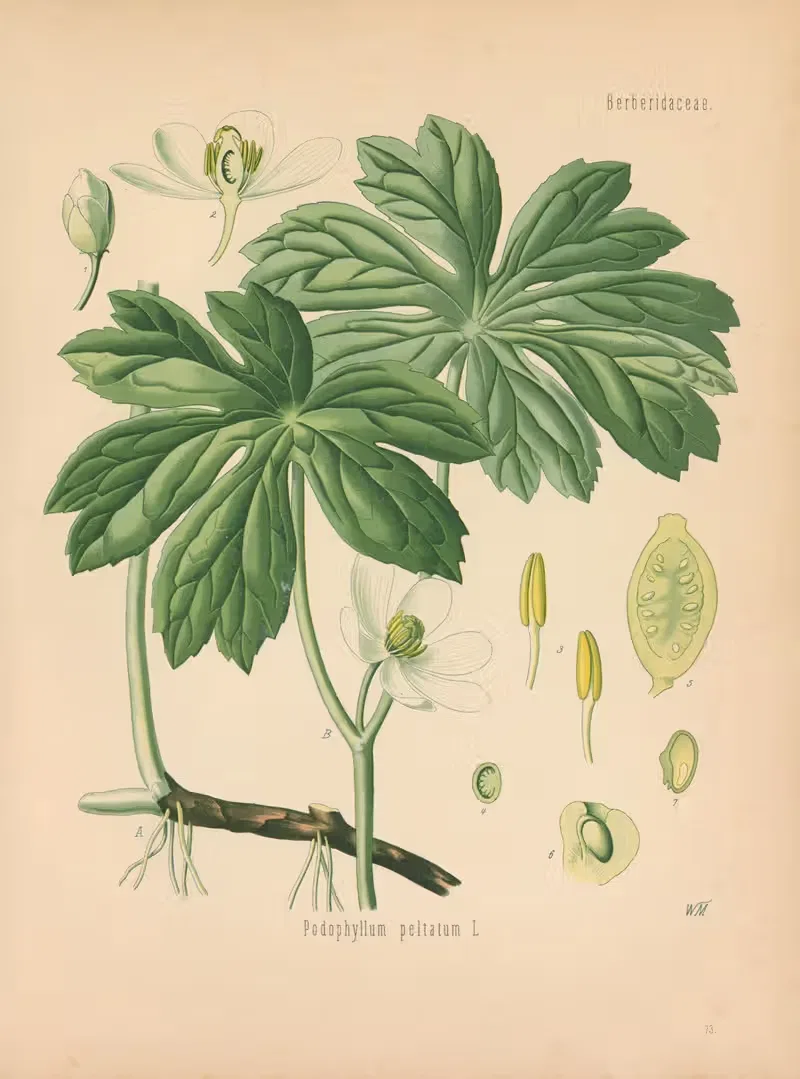 Podophyllum peltatum by Gustav Pabst, 1883-1914 — digital art print download