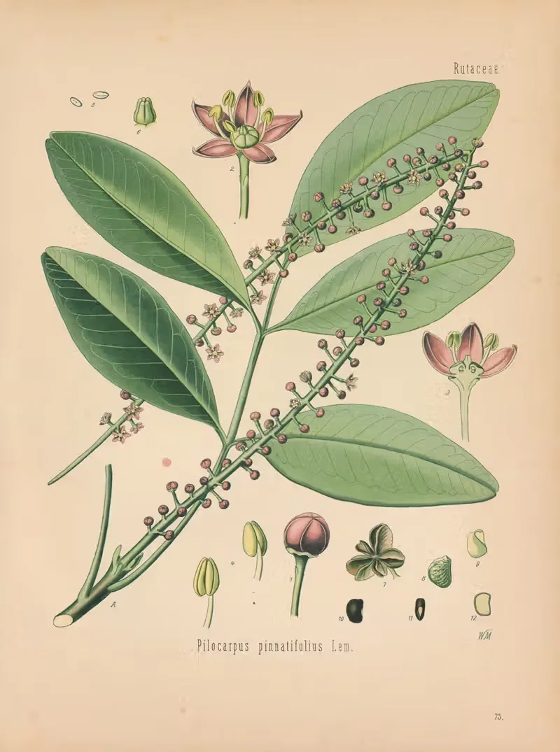 Pilocarpus pinnatifolius by Gustav Pabst, 1883-1914 — digital art print download