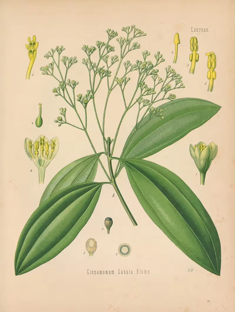 Cinnamomum Cassia by Gustav Pabst, 1883-1914 — digital art print download