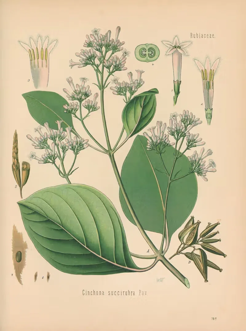 Cinchona succirubra by Gustav Pabst, 1883-1914 — digital art print download