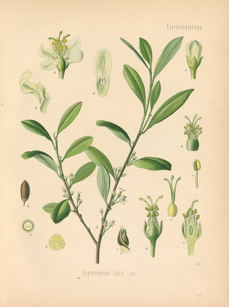 Erythroxylon Coca by Gustav Pabst, 1883-1914 — digital art print download