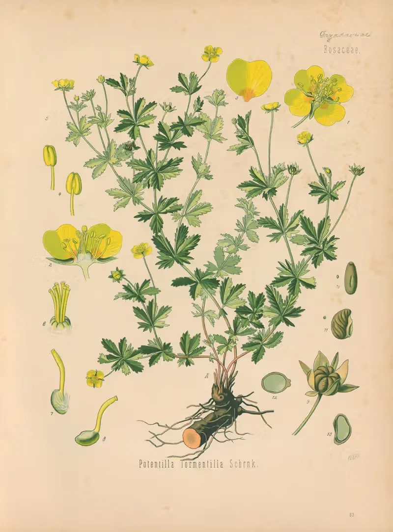 Potentilla Tormentilla by Gustav Pabst, 1883-1914 — digital art print download