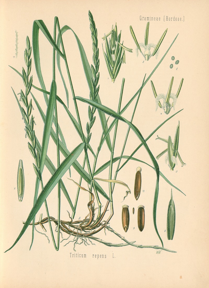 Triticum repens by Gustav Pabst, 1883-1914 — digital art print download
