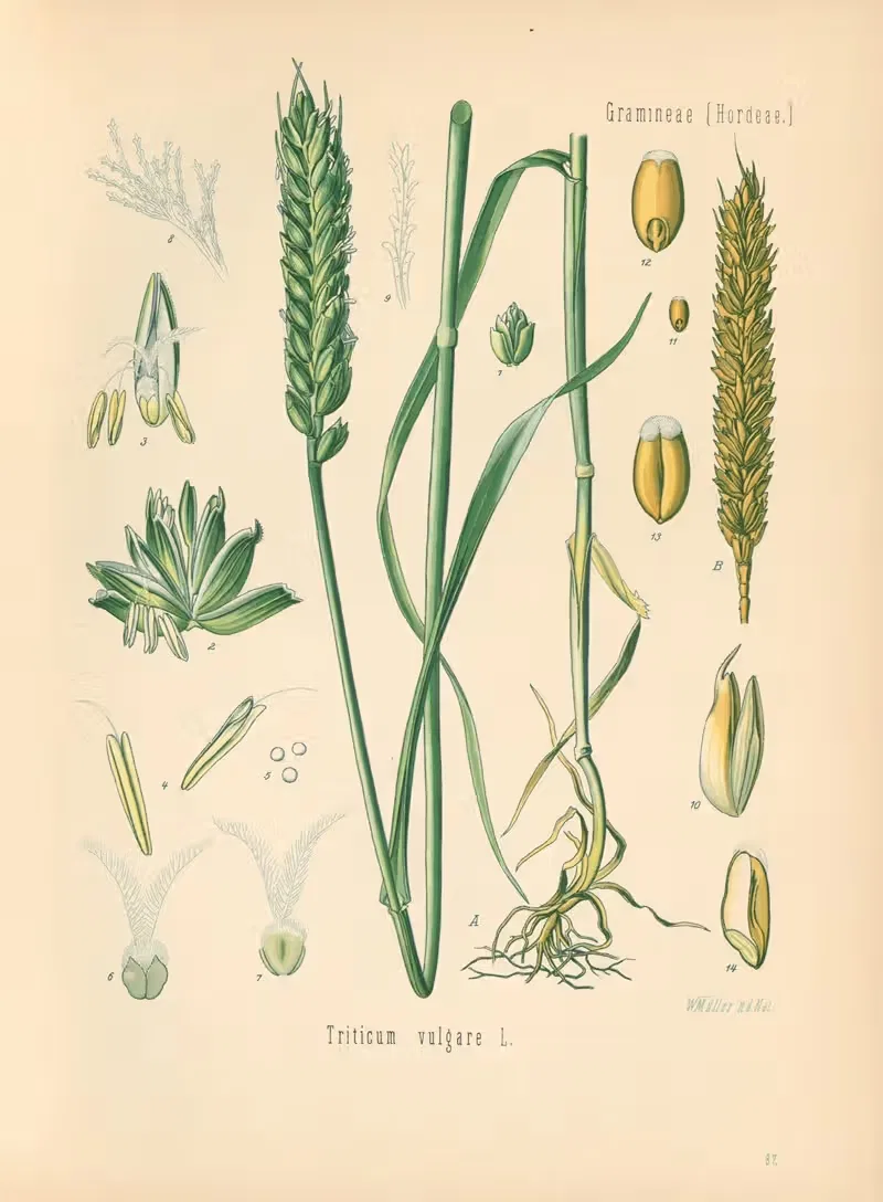 Triticum vulgare by Gustav Pabst, 1883-1914 — digital art print download