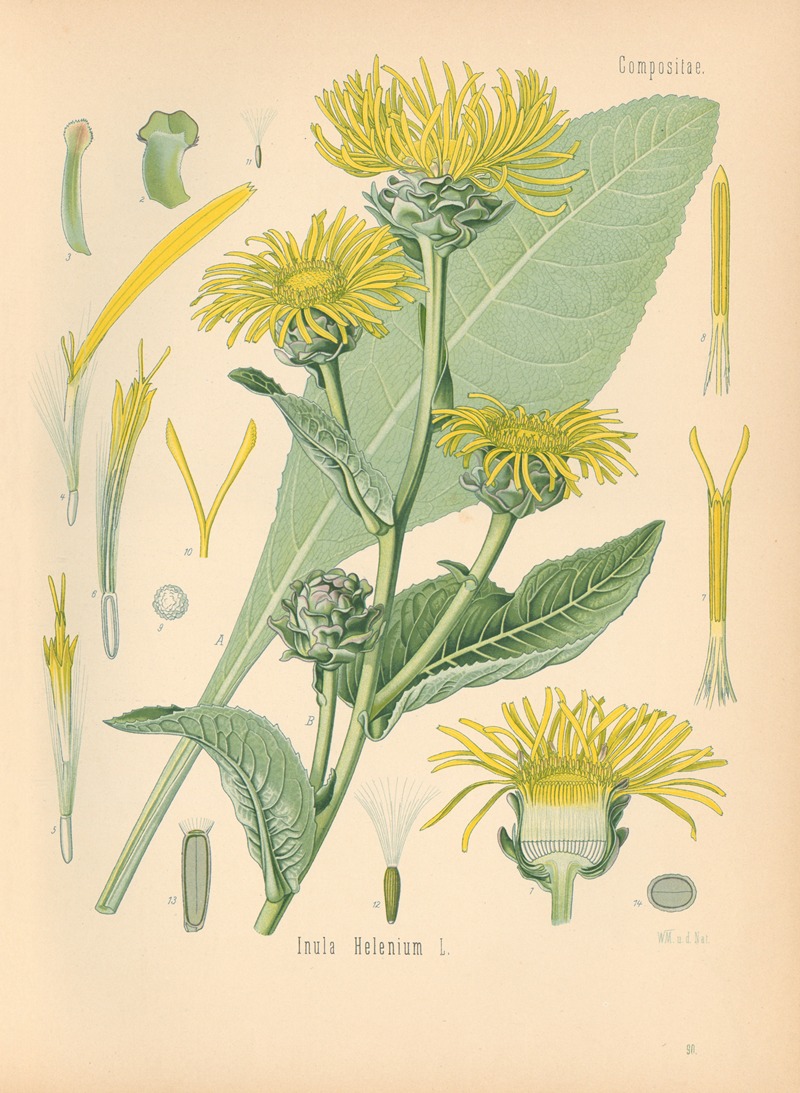 Inula Helenium by Gustav Pabst, 1883-1914 — digital art print download