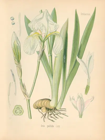 Pimpinella pallida by Gustav Pabst, 1883-1914 — digital art print download