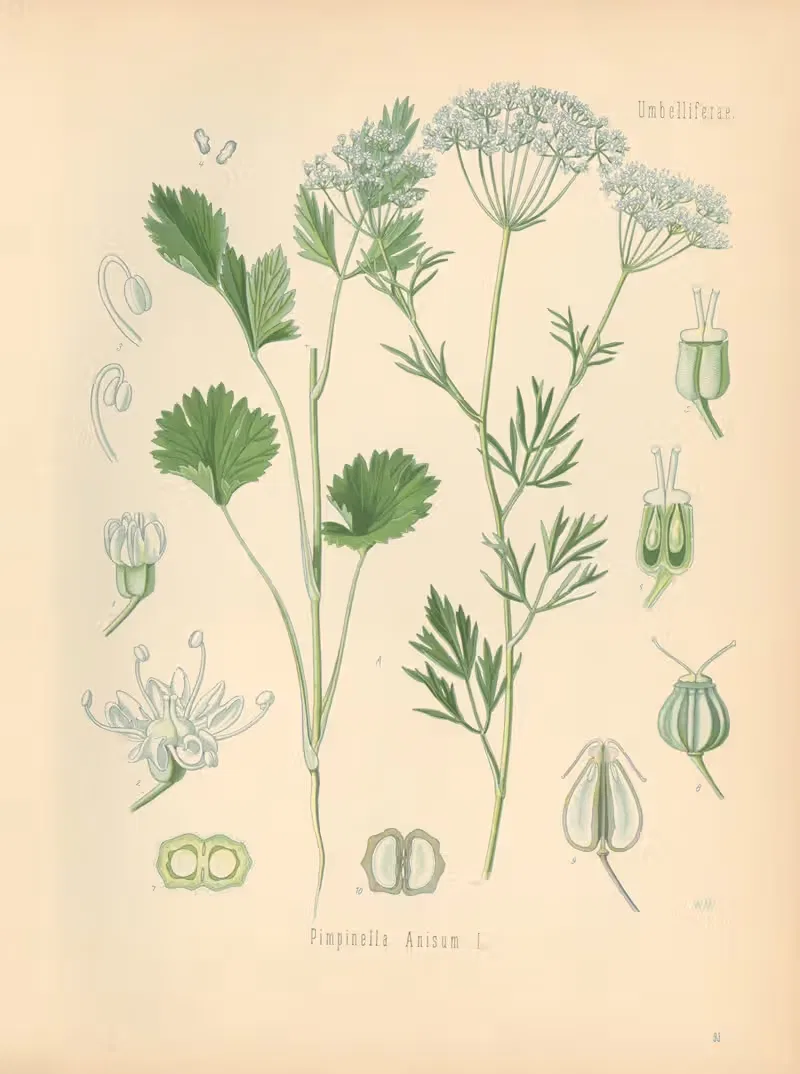 Pimpinella Anisum by Gustav Pabst, 1883-1914 — digital art print download