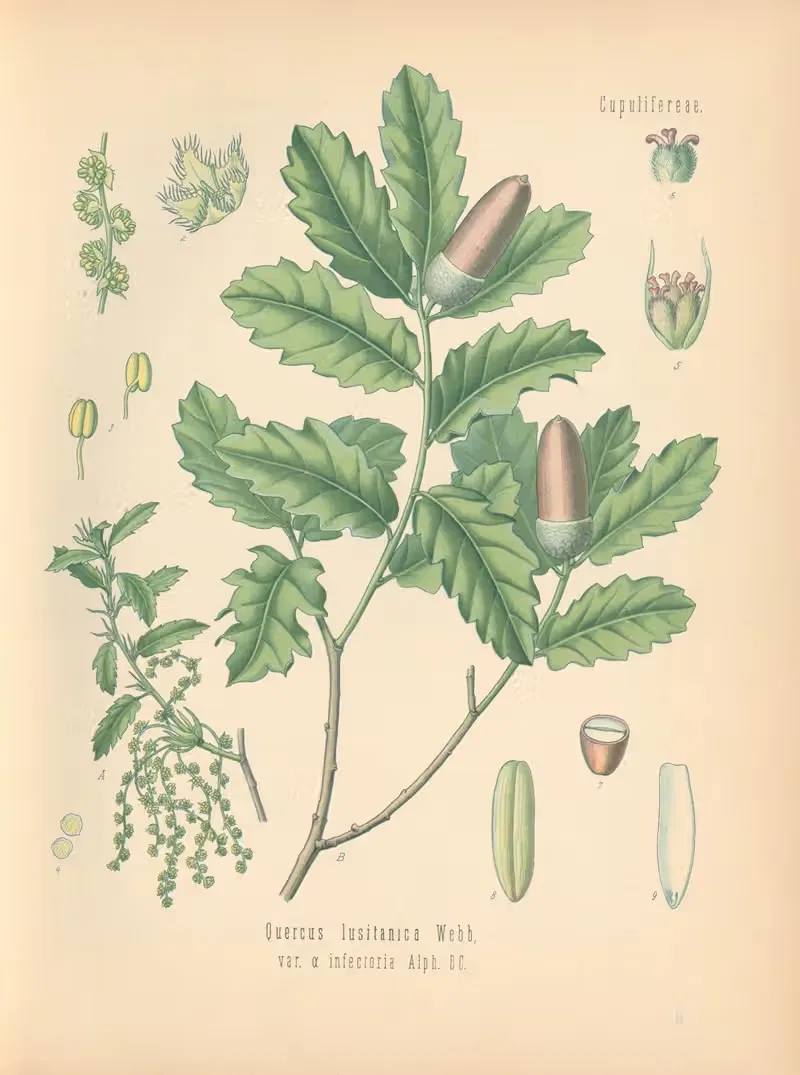 Quercus lusitanica by Gustav Pabst, 1883-1914 — digital art print download