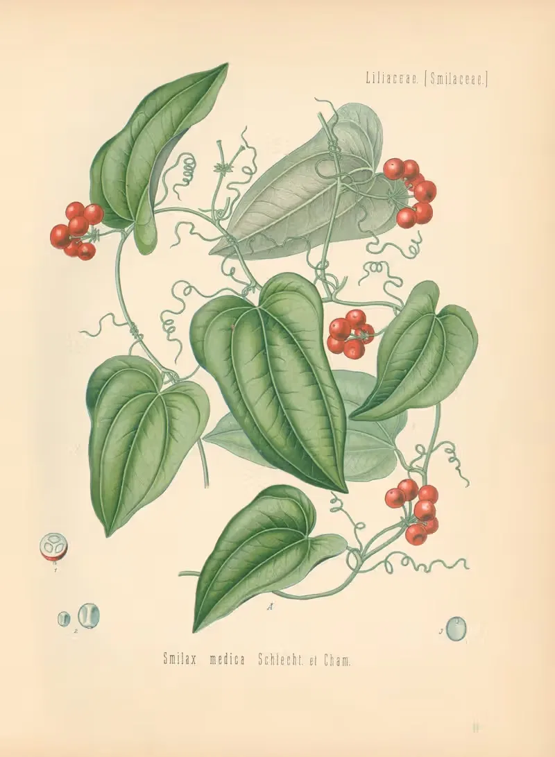 Smilax medica by Gustav Pabst, 1883-1914 — digital art print download