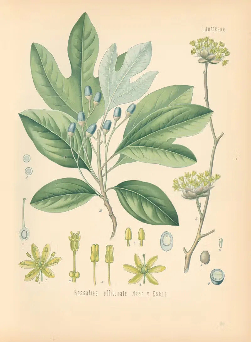 Sassafras officinale by Gustav Pabst, 1883-1914 — digital art print download