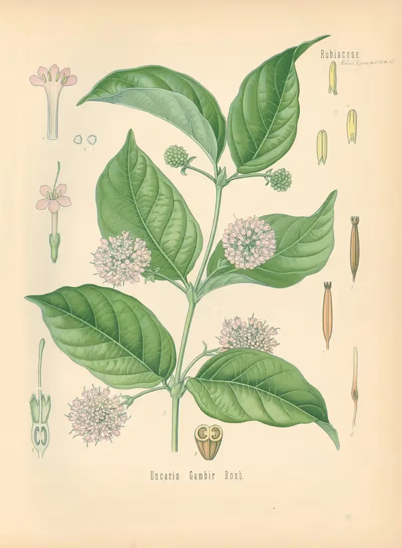Uncaria Gambir by Gustav Pabst, 1883-1914 — digital art print download