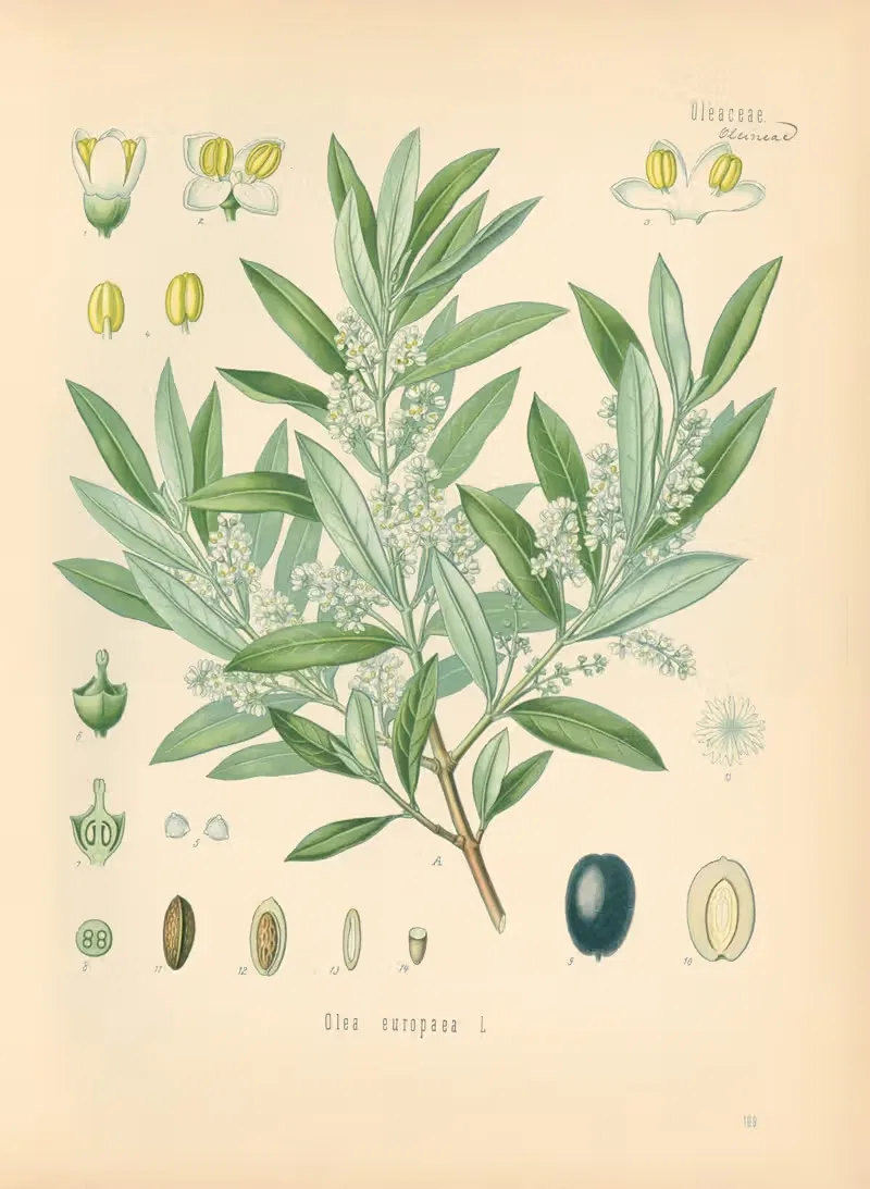 Olea europaea by Gustav Pabst, 1883-1914 — digital art print download