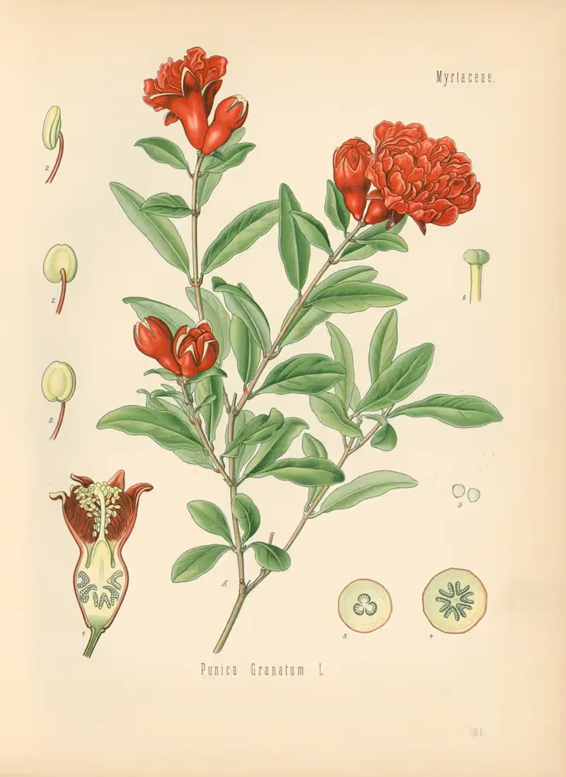 Punica granatum by Gustav Pabst, 1883-1914 — digital art print download