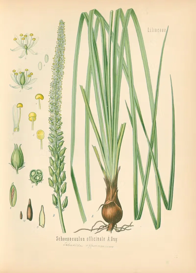 Schoenocaulon officinale by Gustav Pabst, 1883-1914 — digital art print download