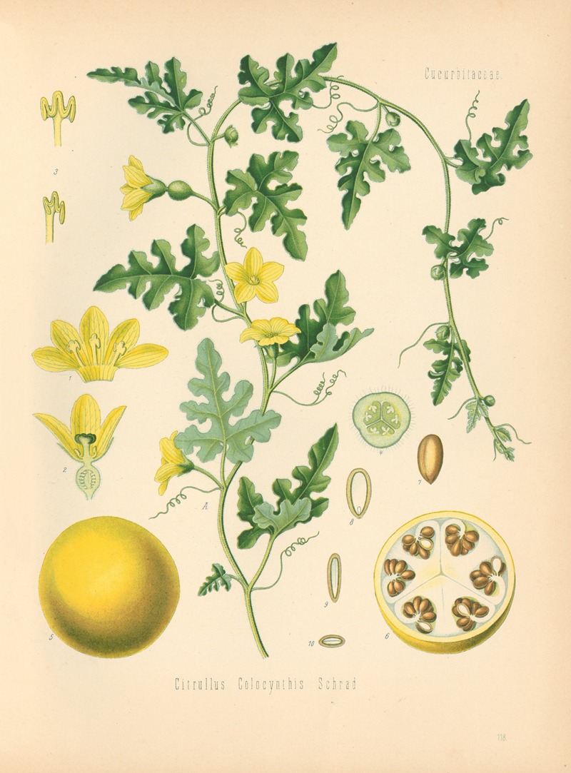 Citrullus Colocynthis by Gustav Pabst, 1883-1914 — digital art print download