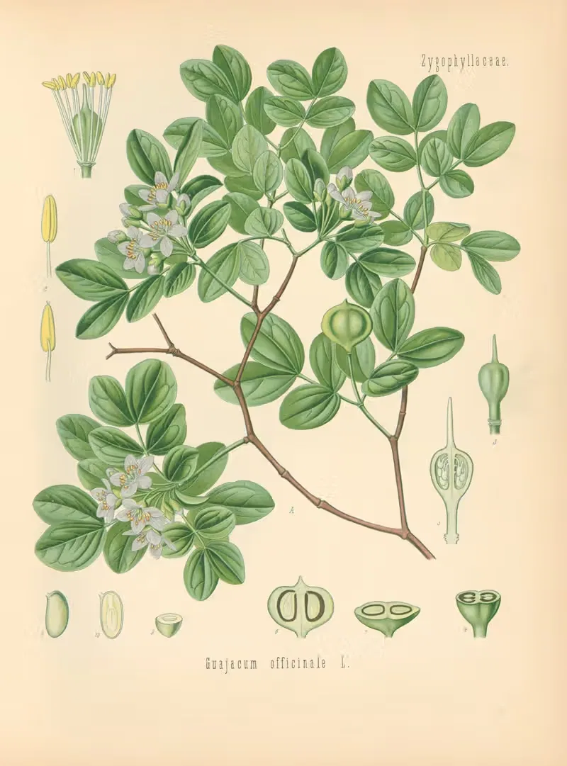 Guajacum officinale by Gustav Pabst, 1883-1914 — digital art print download