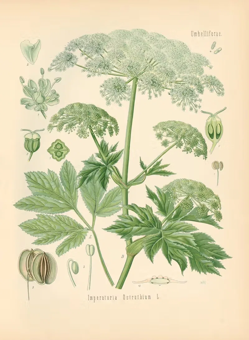 Imperatoria Ostruthium by Gustav Pabst, 1883-1914 — digital art print download