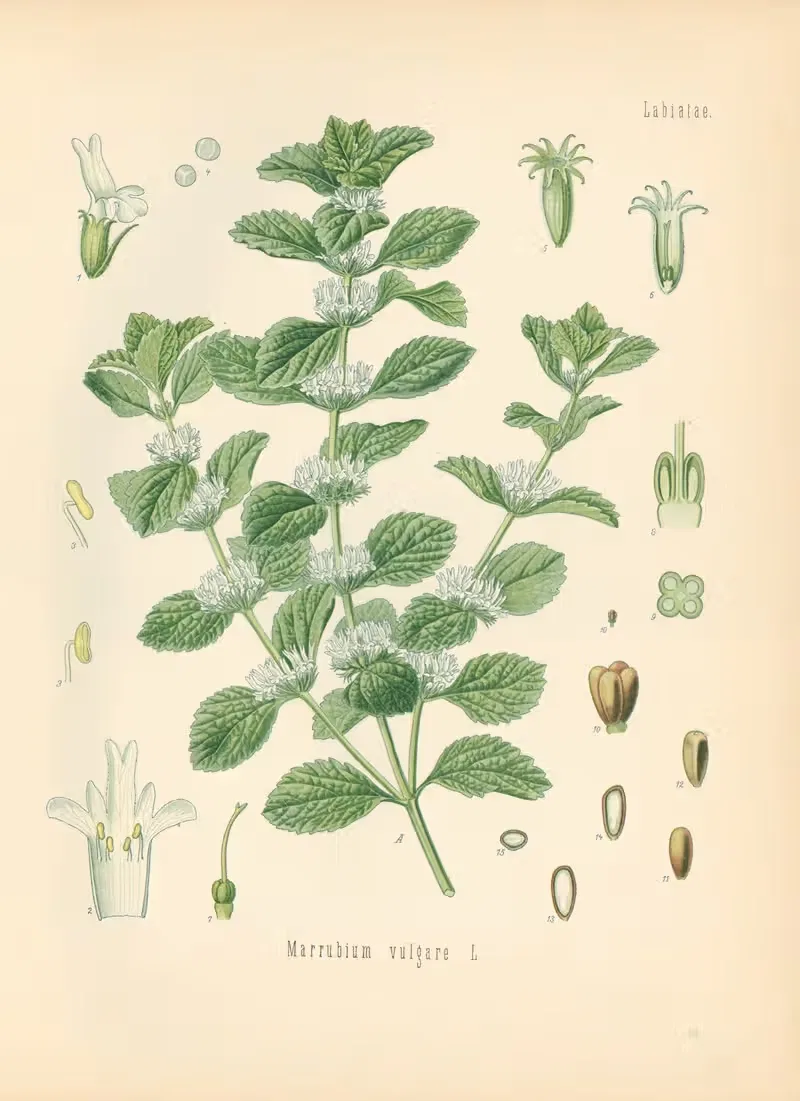 Marrubium vulgare by Gustav Pabst, 1883-1914 — digital art print download